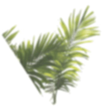 palm-tree-leaves (1)