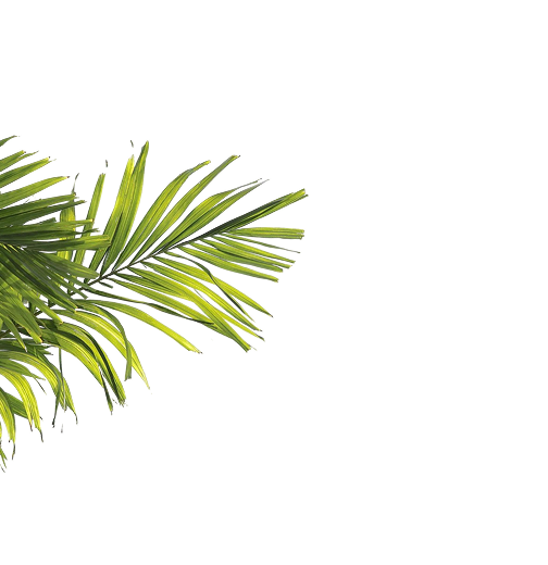 palm-tree-leaves-1