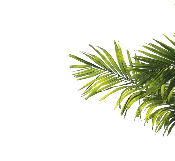 palm-tree-leaves-2
